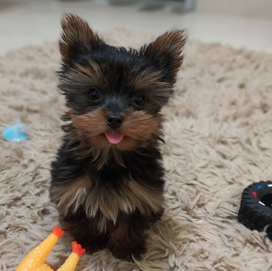 Bella - Yorkshire Terrier Puppy
